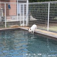 フレンチブルドック