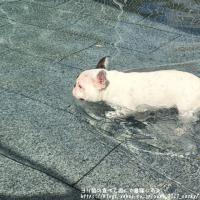 フレンチブルドック