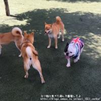 フレンチブルドック