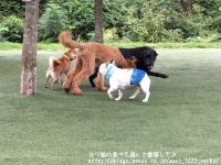 フレンチブルドック