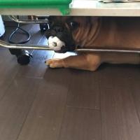 フレンチブルドック