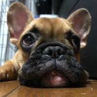 フレンチブルドック