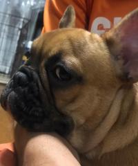 フレンチブルドック