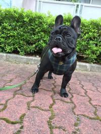フレンチブルドック