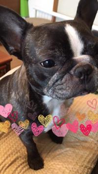 フレンチブルドック