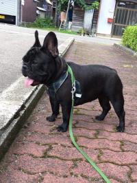 フレンチブルドック