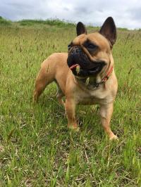 フレンチブルドック