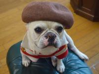 フレンチブルドック