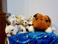 フレンチブルドック