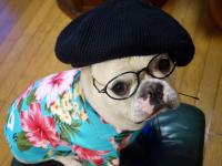 フレンチブルドック