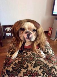 フレンチブルドック