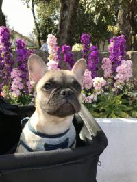 フレンチブルドック