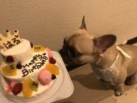 フレンチブルドック