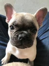 フレンチブルドック