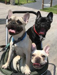 フレンチブルドック