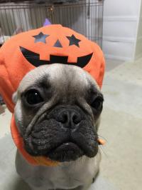 フレンチブルドック