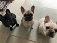 フレンチブルドック