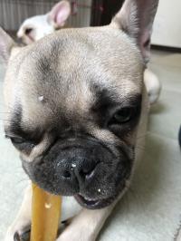 フレンチブルドック