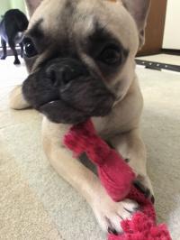 フレンチブルドック