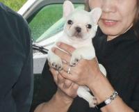 フレンチブルドック