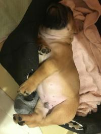 フレンチブルドック