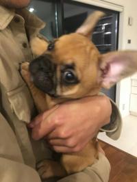 フレンチブルドック