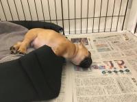 フレンチブルドック