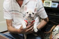 フレンチブルドック