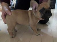 フレンチブルドック