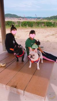 フレンチブルドック