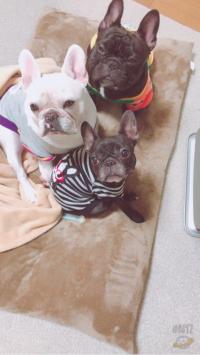 フレンチブルドック