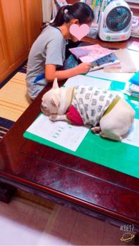 フレンチブルドック