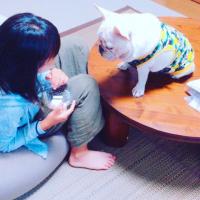 フレンチブルドック