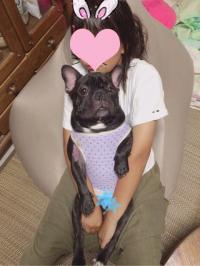 フレンチブルドック