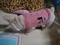 フレンチブルドック