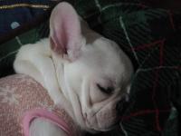 フレンチブルドック