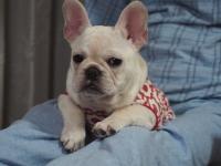 フレンチブルドック