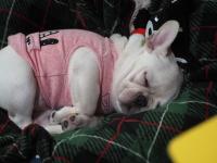 フレンチブルドック