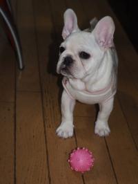 フレンチブルドック