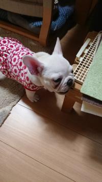 フレンチブルドック