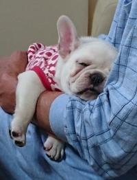 フレンチブルドック