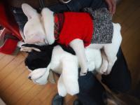 フレンチブルドック