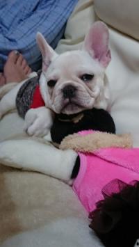 フレンチブルドック