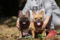 フレンチブルドック