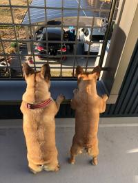 フレンチブルドック