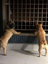 フレンチブルドック