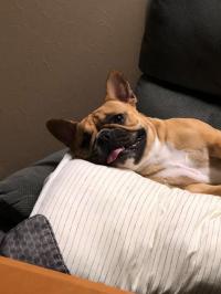 フレンチブルドック