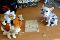 フレンチブルドック