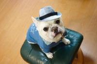 フレンチブルドック