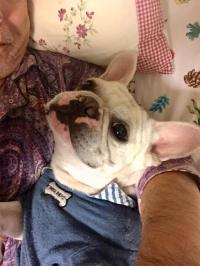 フレンチブルドック